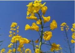  2020看油菜花的句子说说