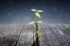 <b>2020又是一年清明节说说 清明节说说短句伤感</b>