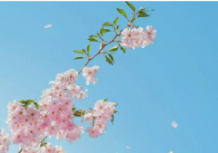 超级温柔的春天说说 抖音春天文案说说